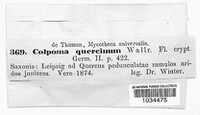 Colpoma quercinum image
